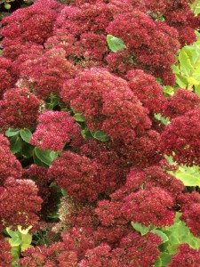 Rozchodnik karpacki 'Herbstfreude' -Autumn Joy - Sedum  telephium'Herbstfreude' -Autumn Joy 