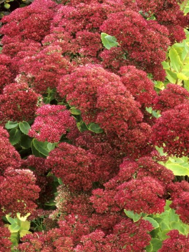'Herbstfreude' -Autumn Joy.jpeg