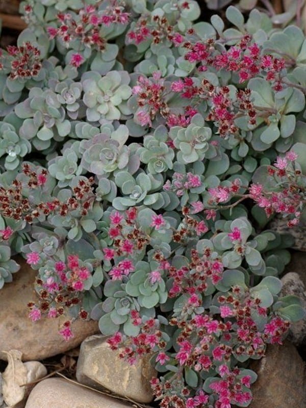 Rozchodnik  'Sunsparkler Blue Elf ' - Sedum   'Sunsparkler Blue Elf '