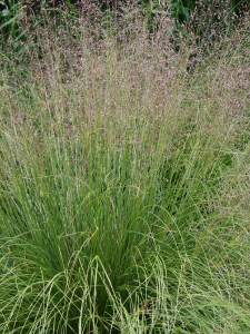 Poronica różnołuskowa   -   Sporobolus heterolepis