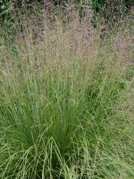 Sporobolus-heterolepis.png