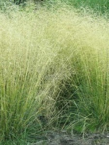 Śmiałek darniowy  'Tauträger'  -   Deschampsia ceaspitosa 'Tauträger'