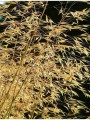 Ostnica olbrzymia - Stipa Gigantea