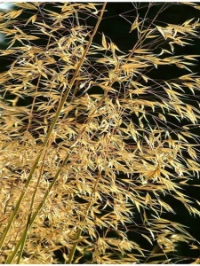 Ostnica olbrzymia - Stipa Gigantea