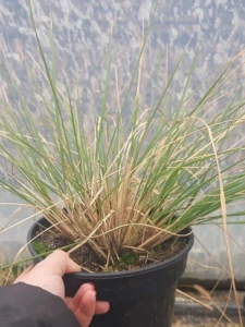 Ostnica olbrzymia - Stipa Gigantea