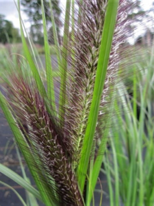 Rozplenica japońska 'Red Head' - Pennisetum 'Red Head'  