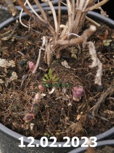 Kocimiętka Manchu Blue