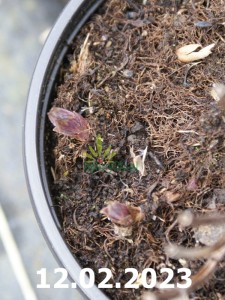 Kocimiętka Manchu Blue