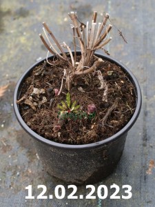 Kocimiętka Manchu Blue