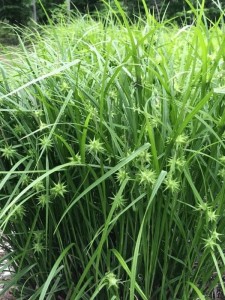 Turzyca graya 'Saladin' - Carex grayi  'Saladin' 