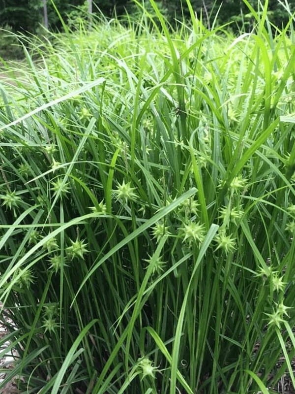 Turzyca graya 'Saladin' - Carex grayi  'Saladin' 