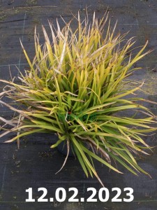 Śmiałek darniowy 'Tauträger'