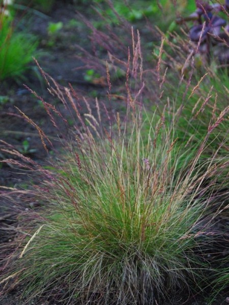 Kostrzewa ametystowa  -  Festuca amethystina