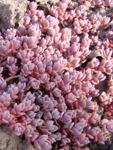 Rozchodnik niebieski 'Rosenteppich' -