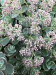 Rozchodnik SunSparkler 'Lime Zinger' - Sedum SunSparkler 'Lime Zinger'