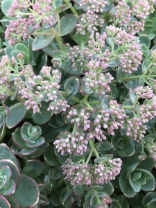 Rozchodnik SunSparkler 'Lime Zinger' - Sedum SunSparkler 'Lime Zinger'