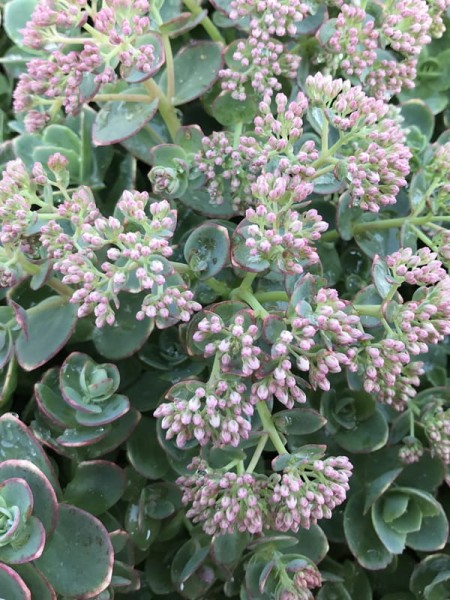 Rozchodnik SunSparkler 'Lime Zinger' - Sedum SunSparkler 'Lime Zinger'