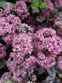 Rozchodnik Sunsparkler 'Cherry Tart' - Sedum Sunsparkler 'Cherry Tart '