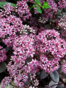 Rozchodnik Sunsparkler 'Cherry Tart' - Sedum Sunsparkler 'Cherry Tart '
