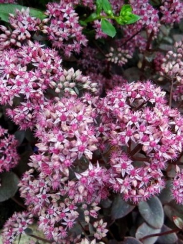 Rozchodnik Sunsparkler 'Cherry Tart' - Sedum Sunsparkler 'Cherry Tart '