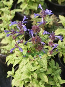 Kocimiętka kubańska 'Neptune' - Nepeta kubanica 'Neptune'