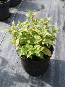 Kocimiętka kubańska 'Neptune' - Nepeta kubanica 'Neptune'
