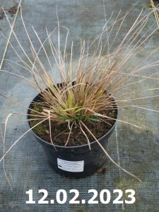 Trzcinnik ostrokwiatowy 'Avalanche' - Calamagrostis acutiflora 'Avalanche'