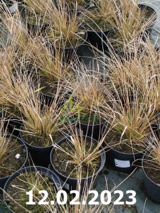 Trzcinnik ostrokwiatowy 'Avalanche' - Calamagrostis acutiflora 'Avalanche'