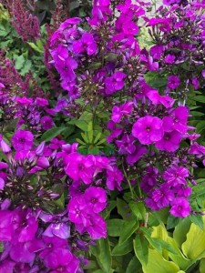  Floks wiechowaty 'Nicky'  -  Phlox paniculata ''Nicky''