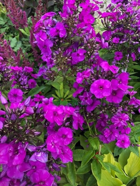 Floks wiechowaty 'Nicky'  -  Phlox paniculata ''Nicky''.jpg