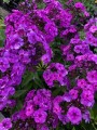 Floks wiechowaty 'Nicky'  -  Phlox paniculata ''Nicky''a.jpg