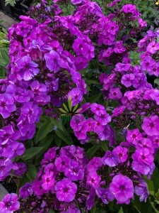 Floks wiechowaty 'Nicky'  -  Phlox paniculata ''Nicky''a.jpg