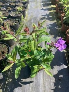 Floks wiechowaty 'Nicky'  -  Phlox paniculata ''Nicky''