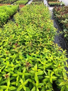 Floks wiechowaty 'Nicky'  -  Phlox paniculata ''Nicky''