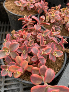 Rozchodnik Sunsparkler 'Wildfire'  -  Sedum Sunsparkler 'Wildfire'