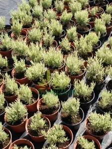 Lawenda wąskolistna 'Platinum Blonde'  -  Lavandula angustifolia  'Platinum Blonde'