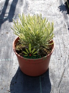 Lawenda wąskolistna 'Platinum Blonde'  -  Lavandula angustifolia  'Platinum Blonde'