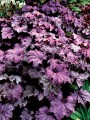 Żurawka 'Grande Amethyst' -  Heuchera  'Grande Amethyst'