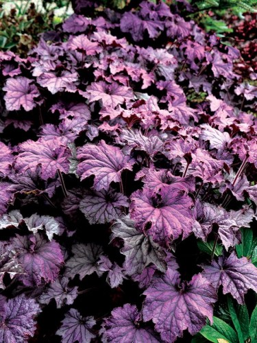 Żurawka 'Grande Amethyst' -  Heuchera  'Grande Amethyst'