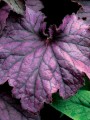 Żurawka 'Grande Amethyst' -  Heuchera  'Grande Amethyst'