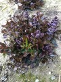 Dąbrówka rozłogowa 'Black Scallop'  - Ajuga reptans 'Black Scallop'
