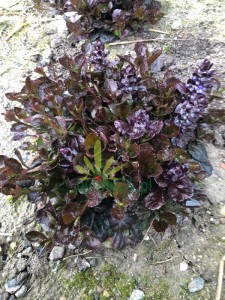 Dąbrówka rozłogowa 'Black Scallop'  - Ajuga reptans 'Black Scallop'