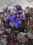 Dąbrówka rozłogowa 'Black Scallop'  - Ajuga reptans 'Black Scallop'