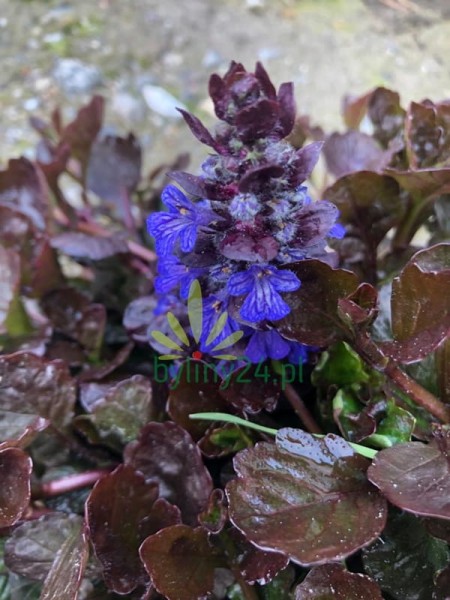 Dąbrówka rozłogowa 'Black Scallop'  - Ajuga reptans 'Black Scallop'