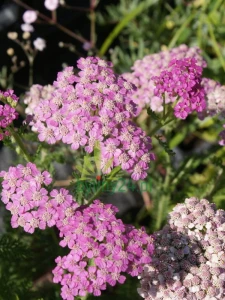 Krwawnik pospolity 'Little Suzie'  -  Achillea millefolium 'Little Susie'