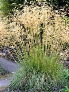 Ostnica olbrzymia  -  Stipa Gigantea