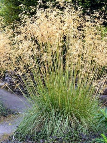 Ostnica olbrzymia - Stipa Gigantea