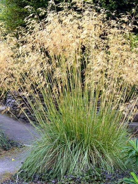 Ostnica olbrzymia - Stipa Gigantea
