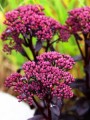 Rozchodnik karpacki 'Dark Magic'  -    Sedum telephium 'Drak Magic