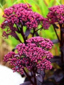 Rozchodnik karpacki 'Dark Magic'  -    Sedum telephium 'Drak Magic